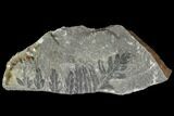 Carboniferous Fossil Fern (Sphenopteris) - Poland #111654-1